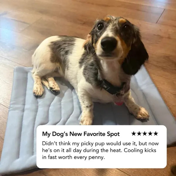 S2 DeliG Dog Cooling Mats US7421