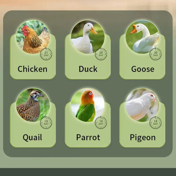 EggCrest Egg Incubators AU1